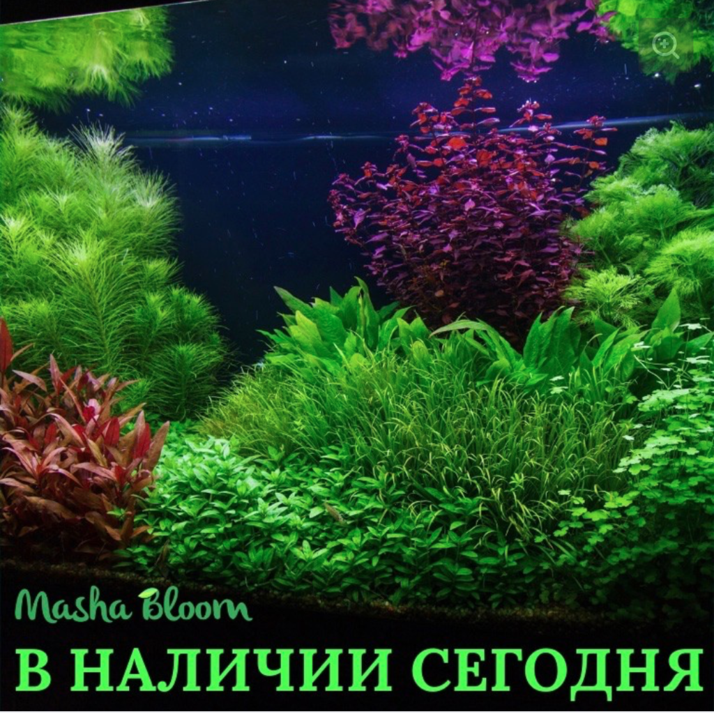 Растения для аквариума. Рекомендации по выбору - Рыбы обзор на Gomeovet