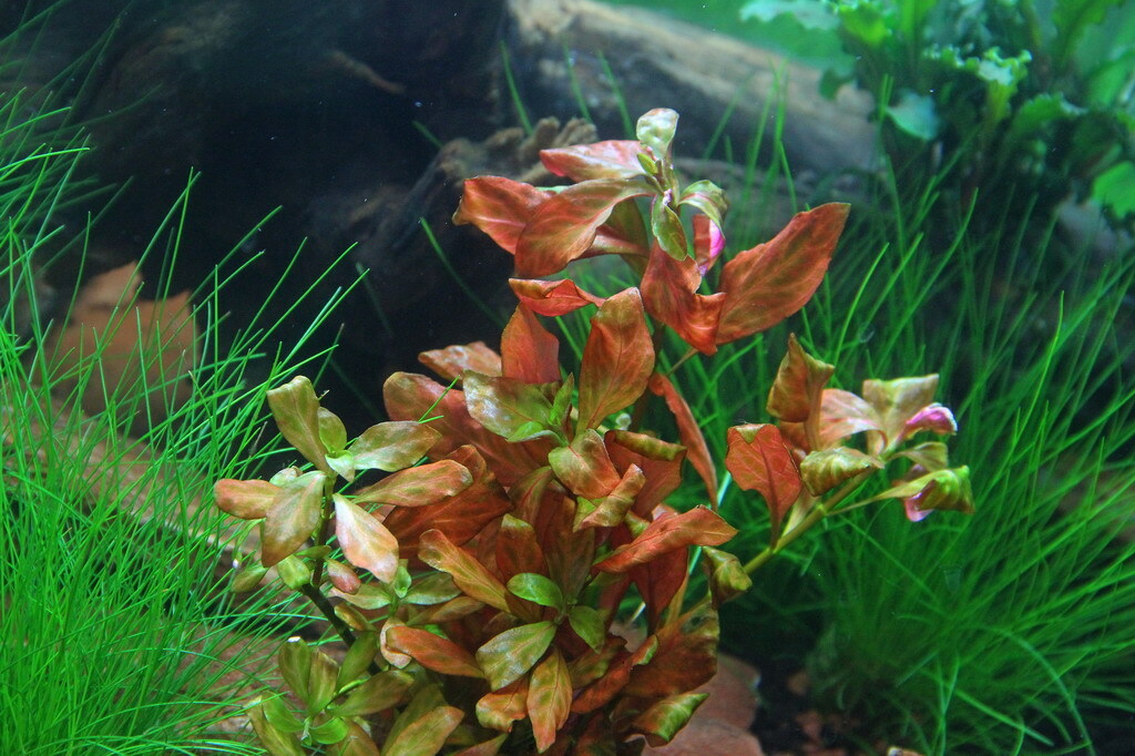 Людвигия оранжевая (Ludwigia sp. «Atlantis»)