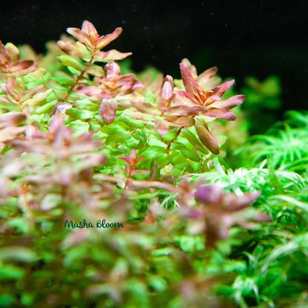 Растения для аквариума заднего плана