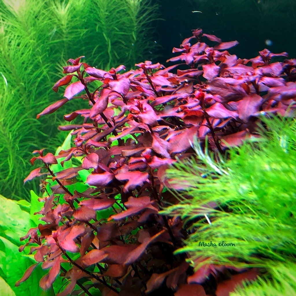 Красные растения для аквариума фото с названиями и описанием