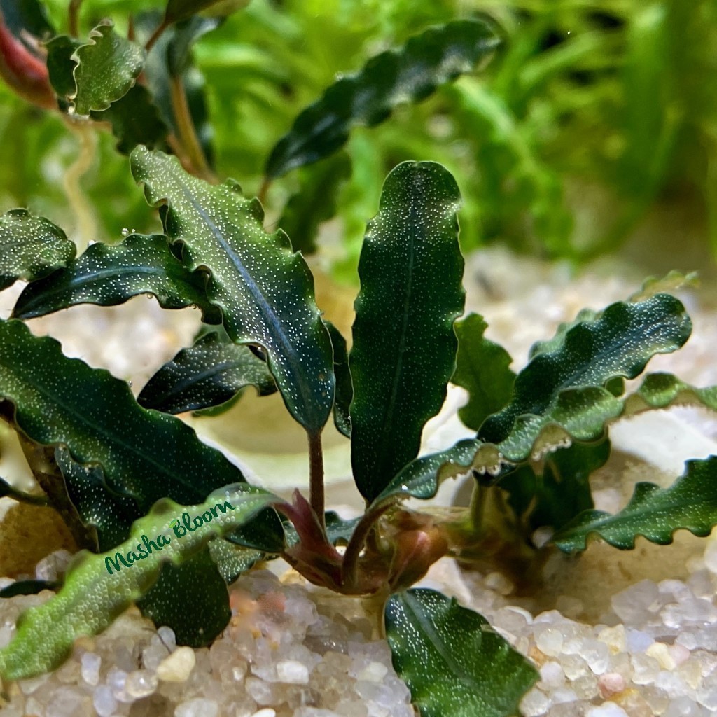 АКВАРИУМНЫЕ РАСТЕНИЯ > ТОНИНА БЕЛЕМ (Syngonanthus macrocaulon) купить в ...
