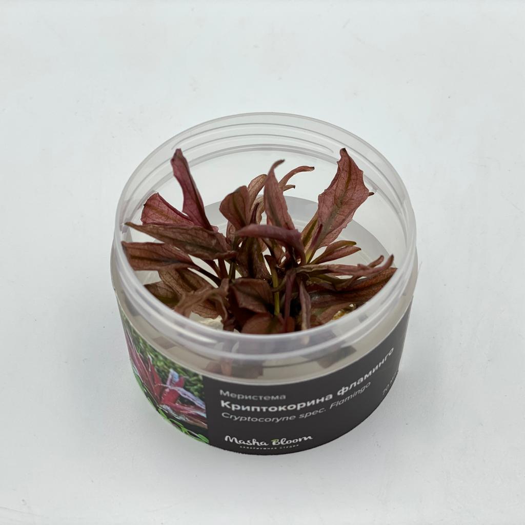 Меристема - растения для аквариума купить в Москве