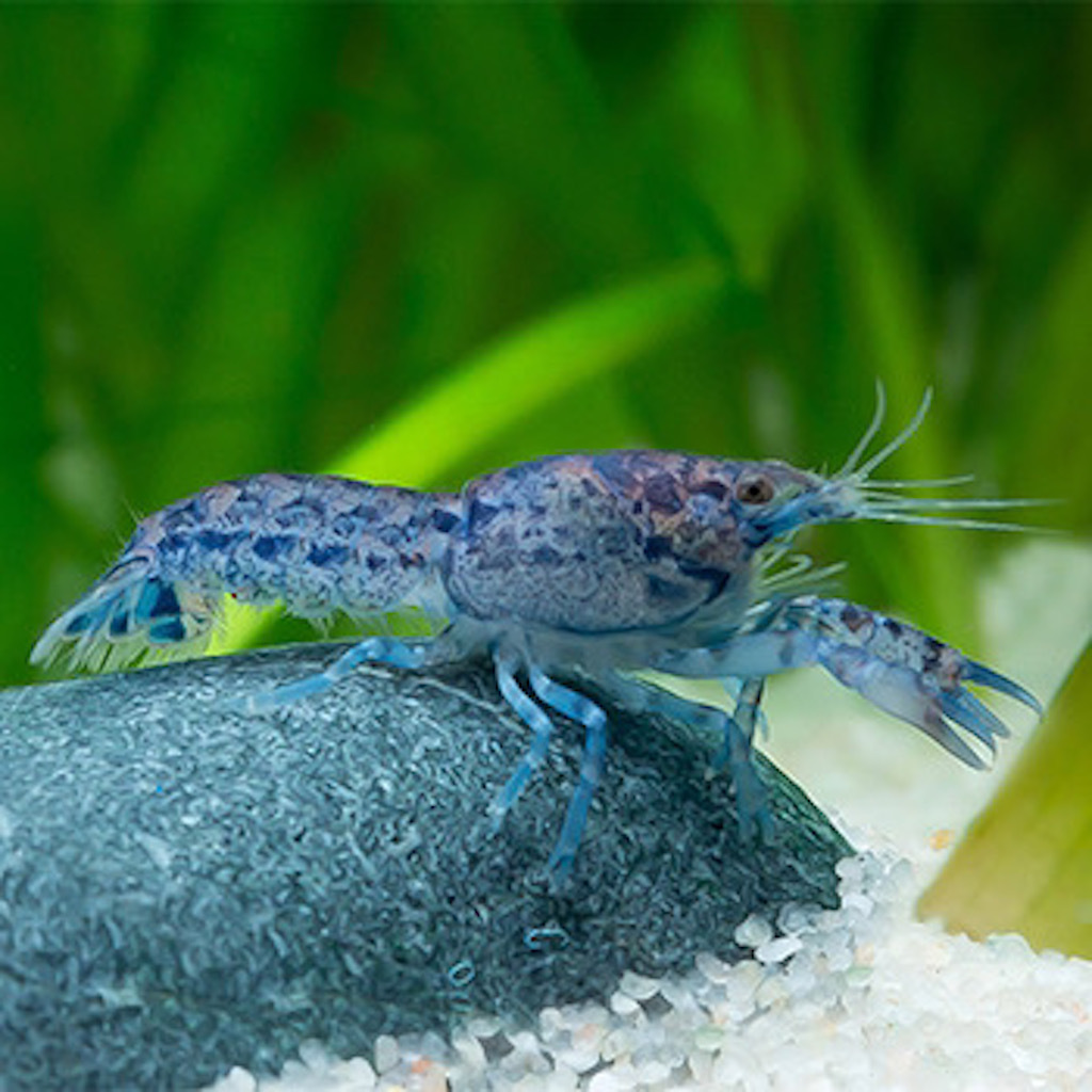 болотные cambarellus puer. карликовый аквариумный рак. аквариумные рачки. Cambarellus patzcuarensis. Cambarellus patzcuarensis var.