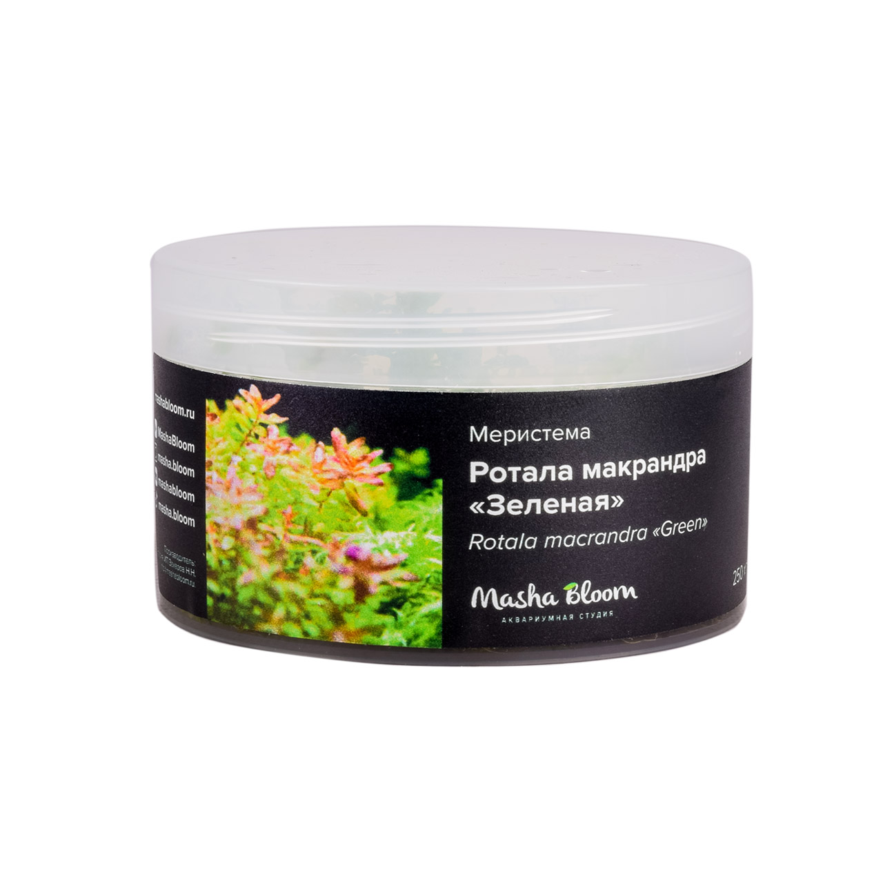 Растения для аквариума заднего плана