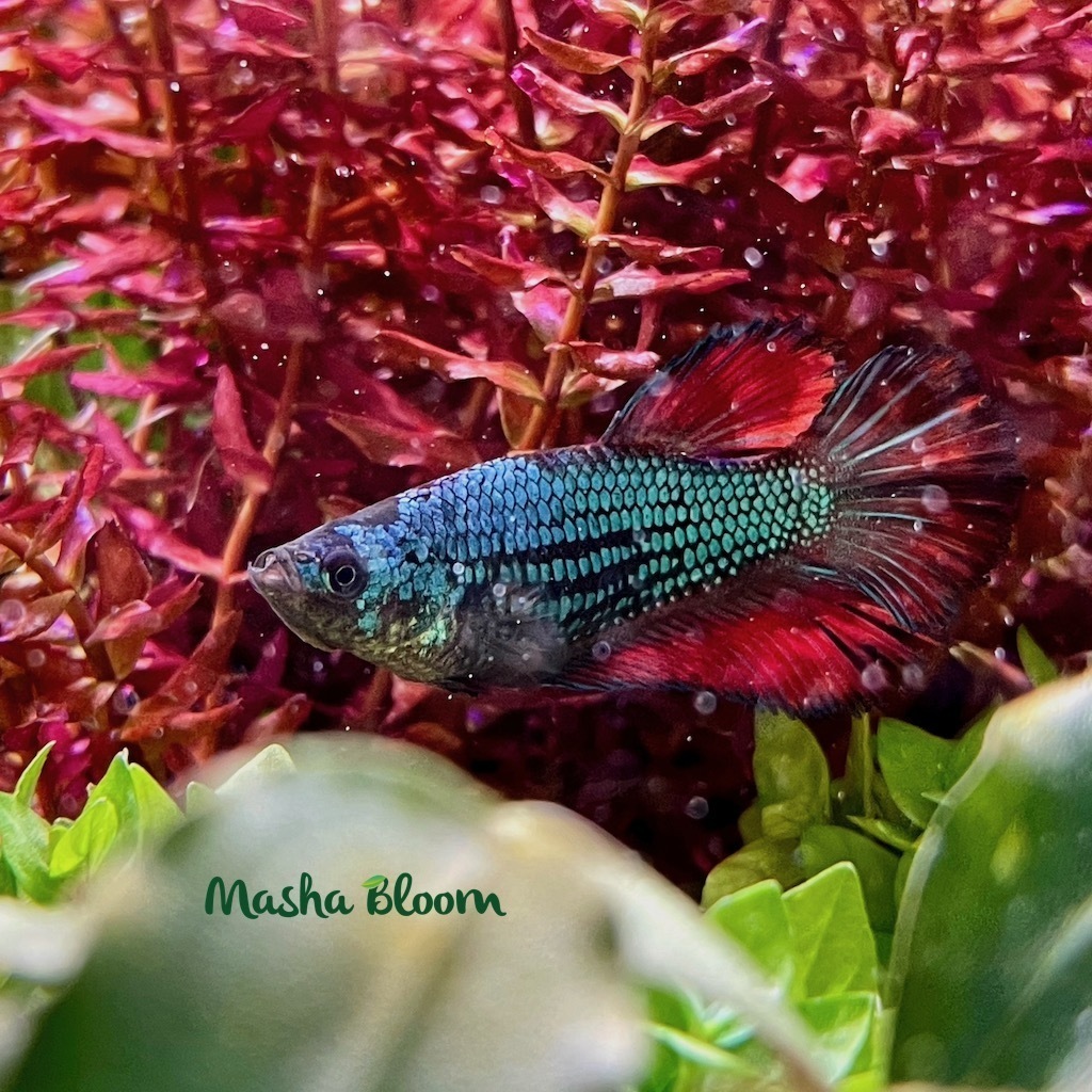 Рыбки > ПЕТУШОК АССОРТИ самка (Betta splendens) купить в интернет-магазине