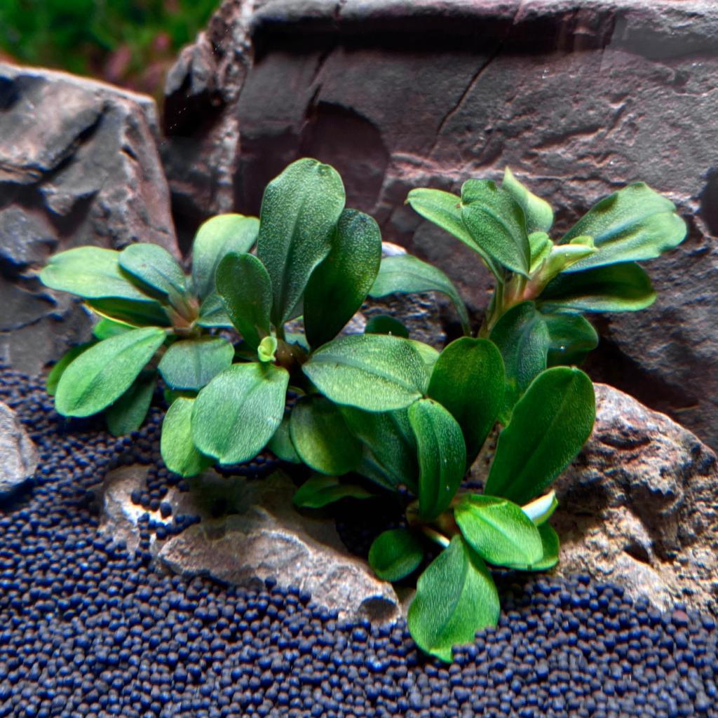 Bucephalandra