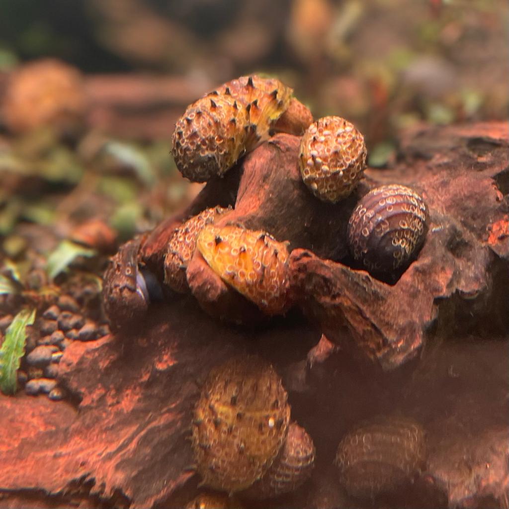 Улитки для аквариума купить в Москве