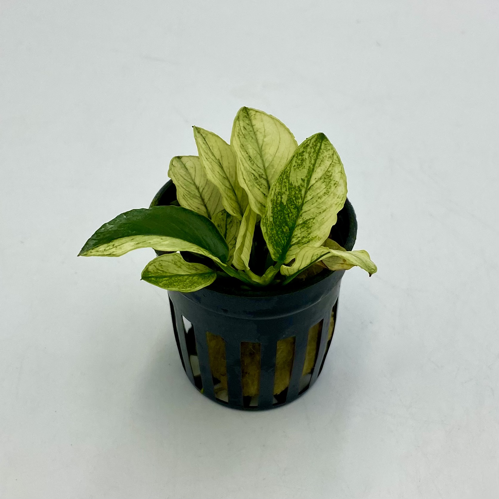 Передний план > Анубиас конгензис мини (Anubias congensis mini) купить ...