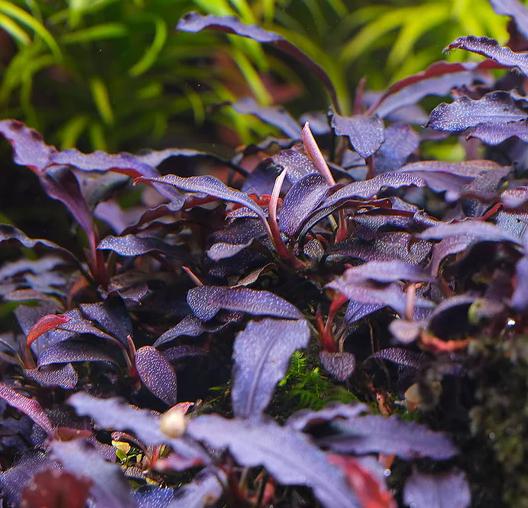 Bucephalandra sp.Brownie ghost 2011 - 水草