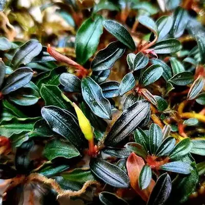Буцефаландры > БУЦЕФАЛАНДРА AURORA (ЗЕЛЕНАЯ ПЫЛЬНАЯ) (Bucephalandra ...