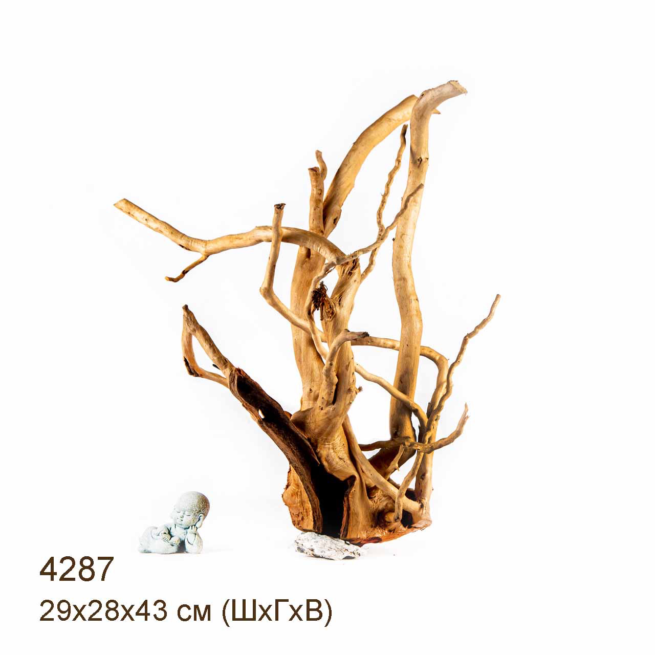 Коряги КОРЕНЬ АЗАЛИИ - L
