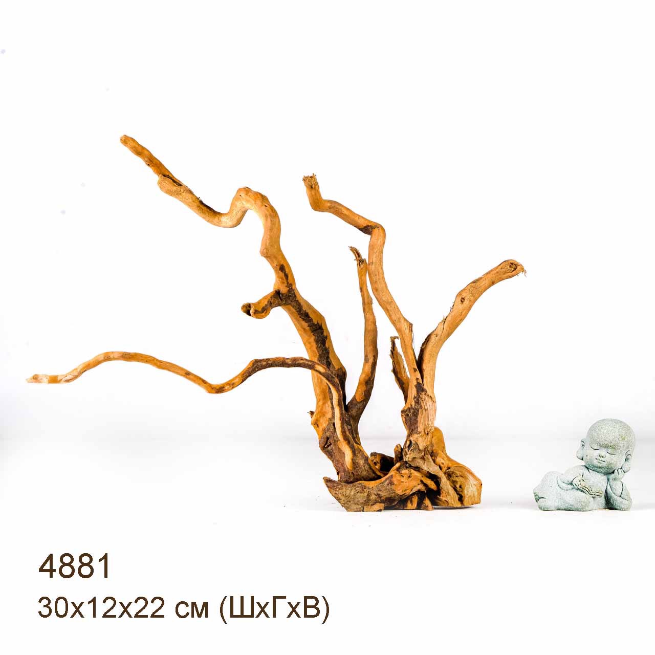 Коряги КОРЕНЬ АЗАЛИИ - S