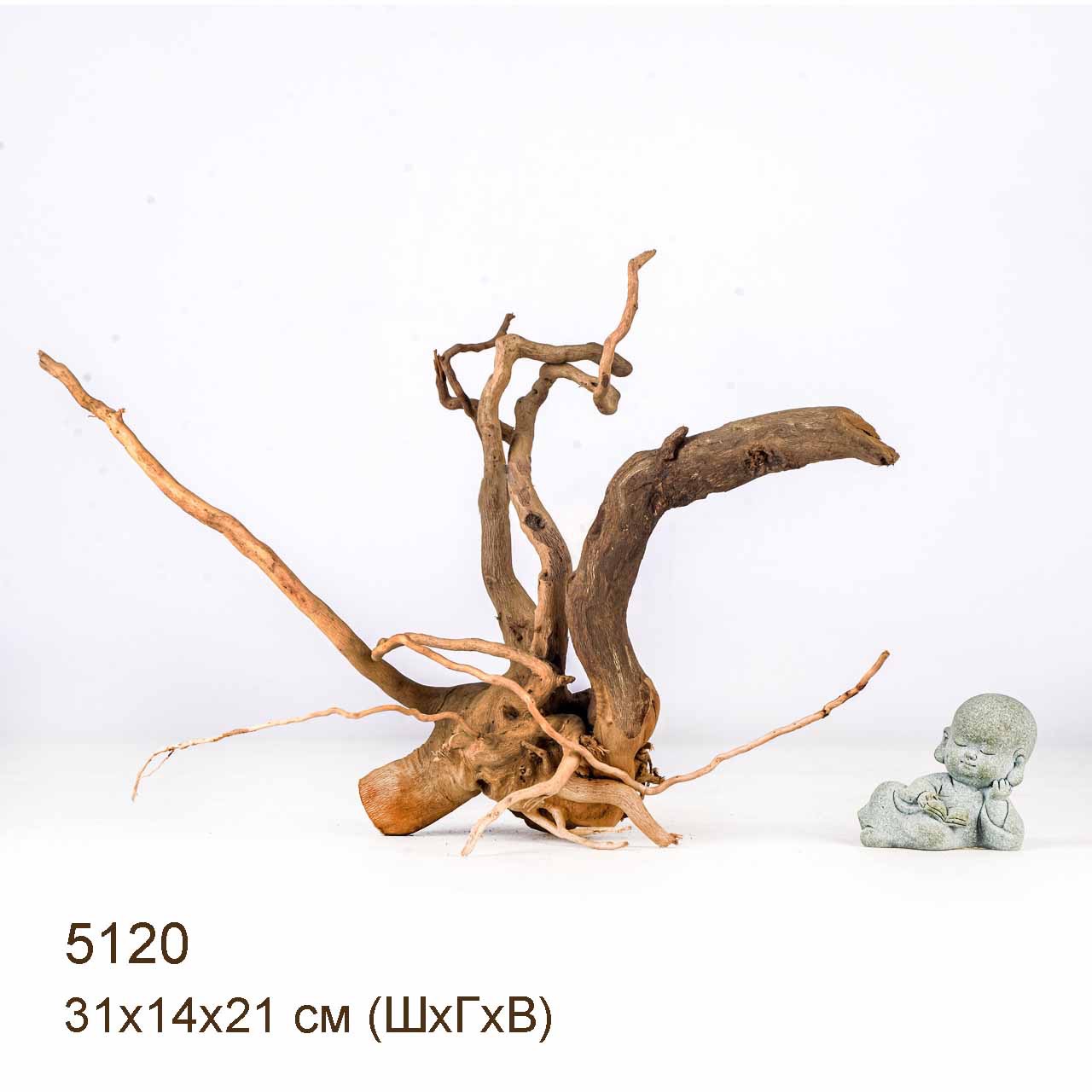 Коряги КОРЕНЬ АЗАЛИИ - XS