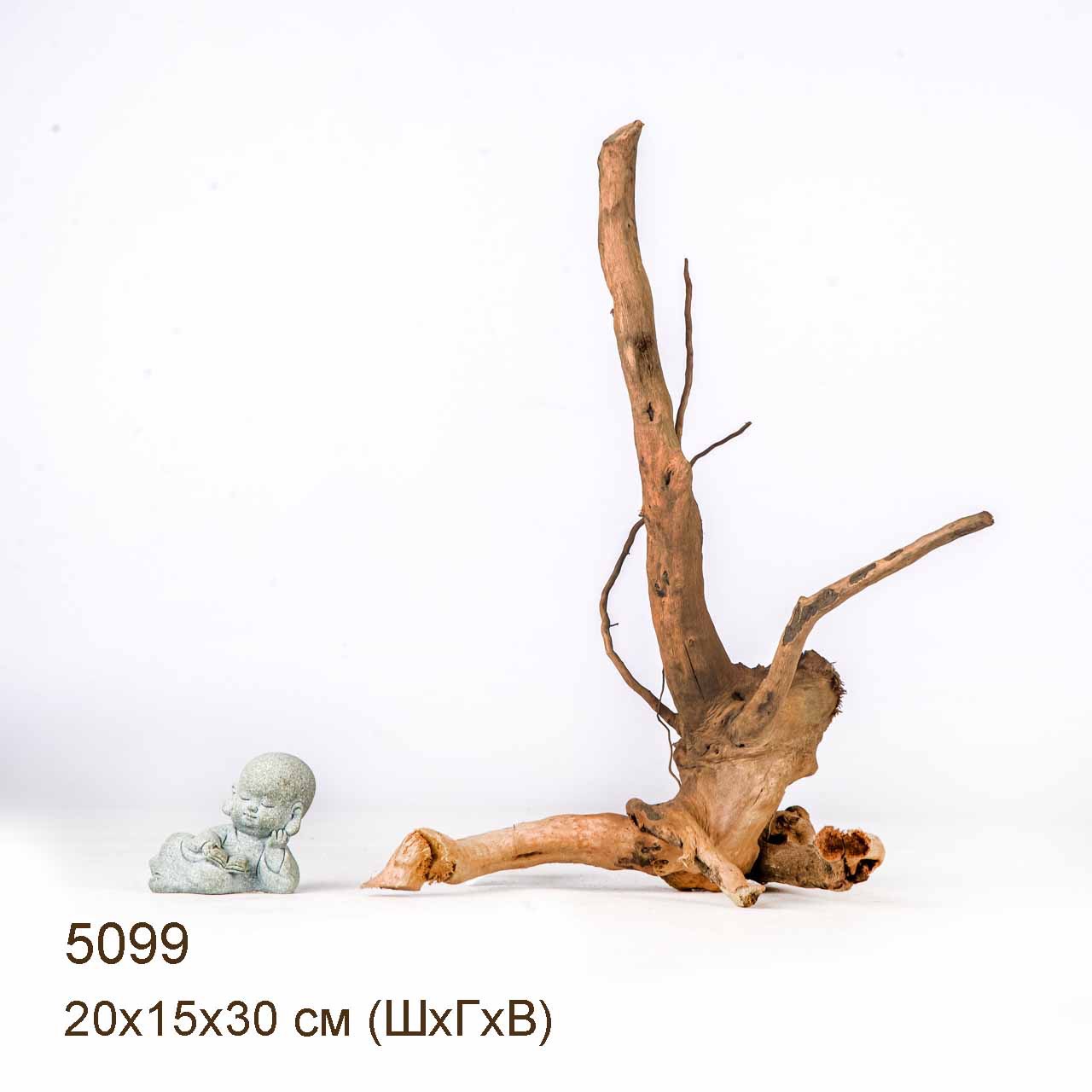 Коряги КОРЕНЬ АЗАЛИИ - XS