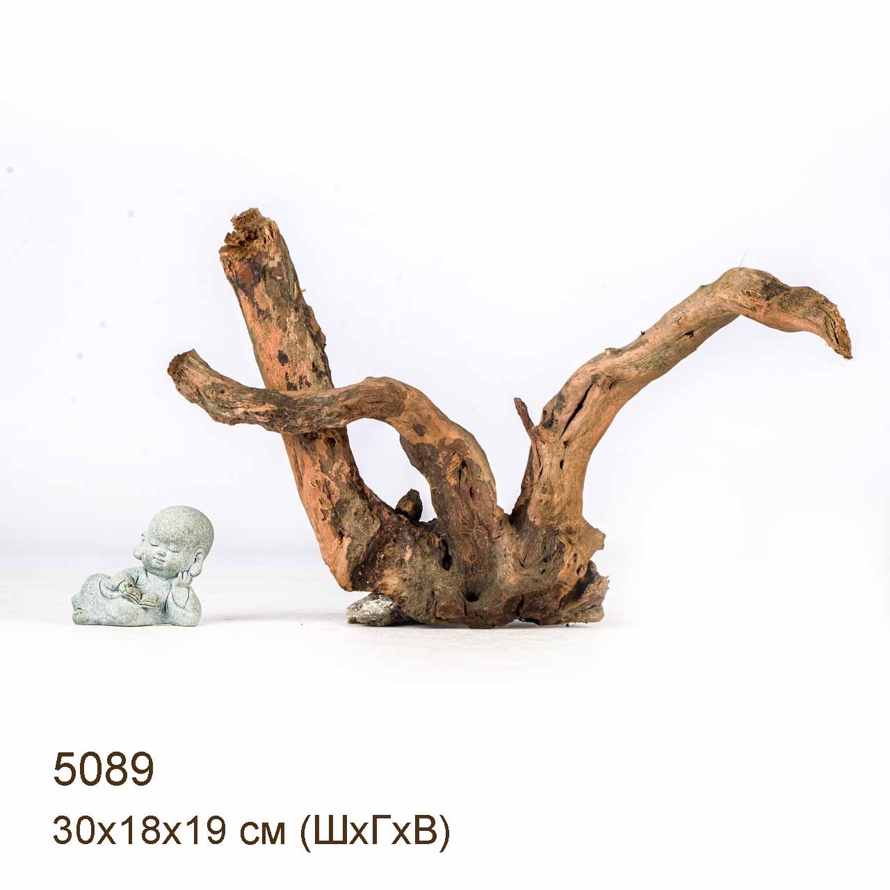 Коряги КОРЕНЬ АЗАЛИИ - XS