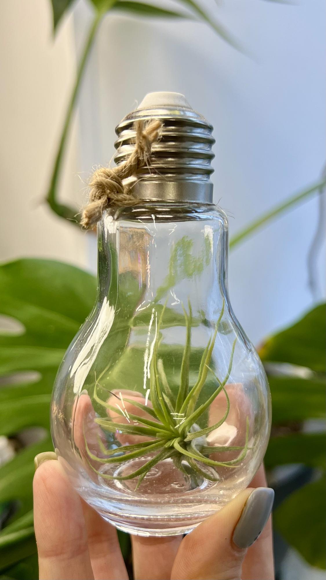 Как освещать комнатные растения? Интенсивность света и адаптация к потребностям растений