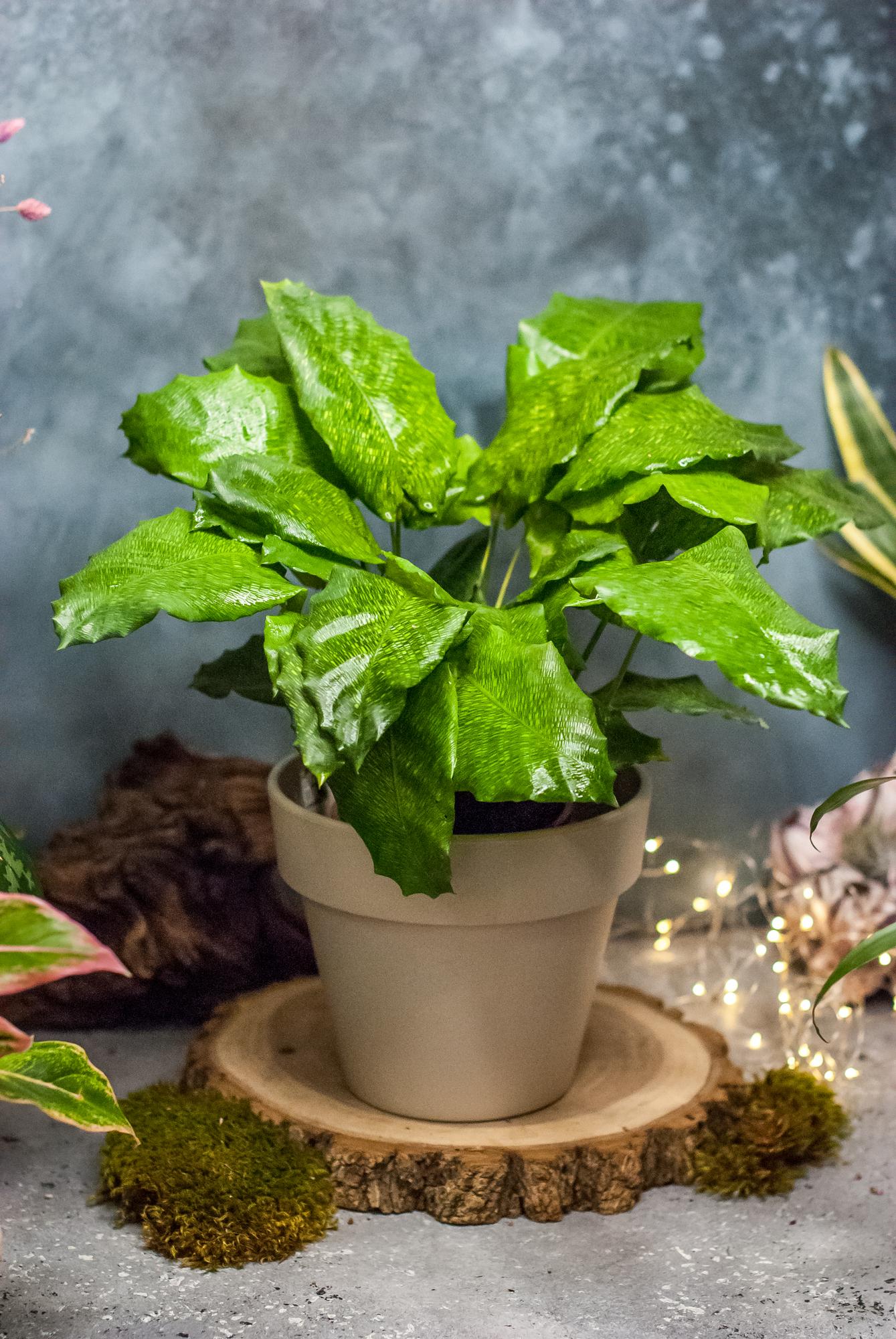 Интернет-магазин флорариумов в Москве