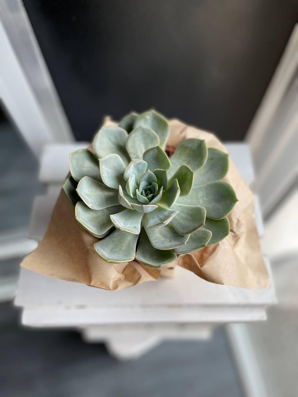 Echeveria Кан Кан