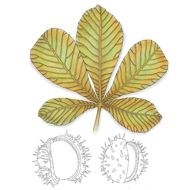 {FL263}  Stamp Set "Chestnuts"