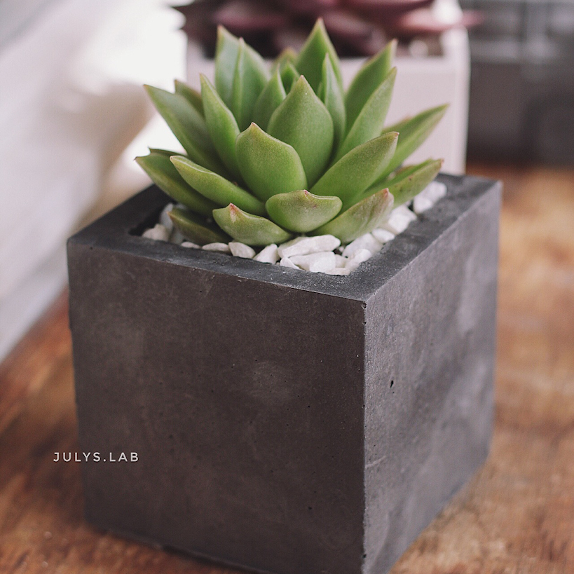 Суккуленты и кашпо