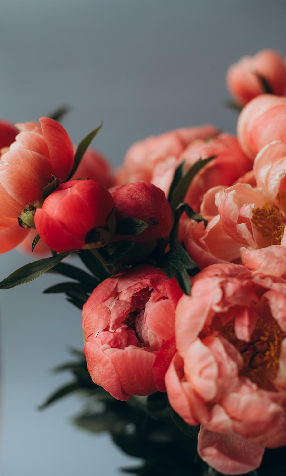 peonies close up