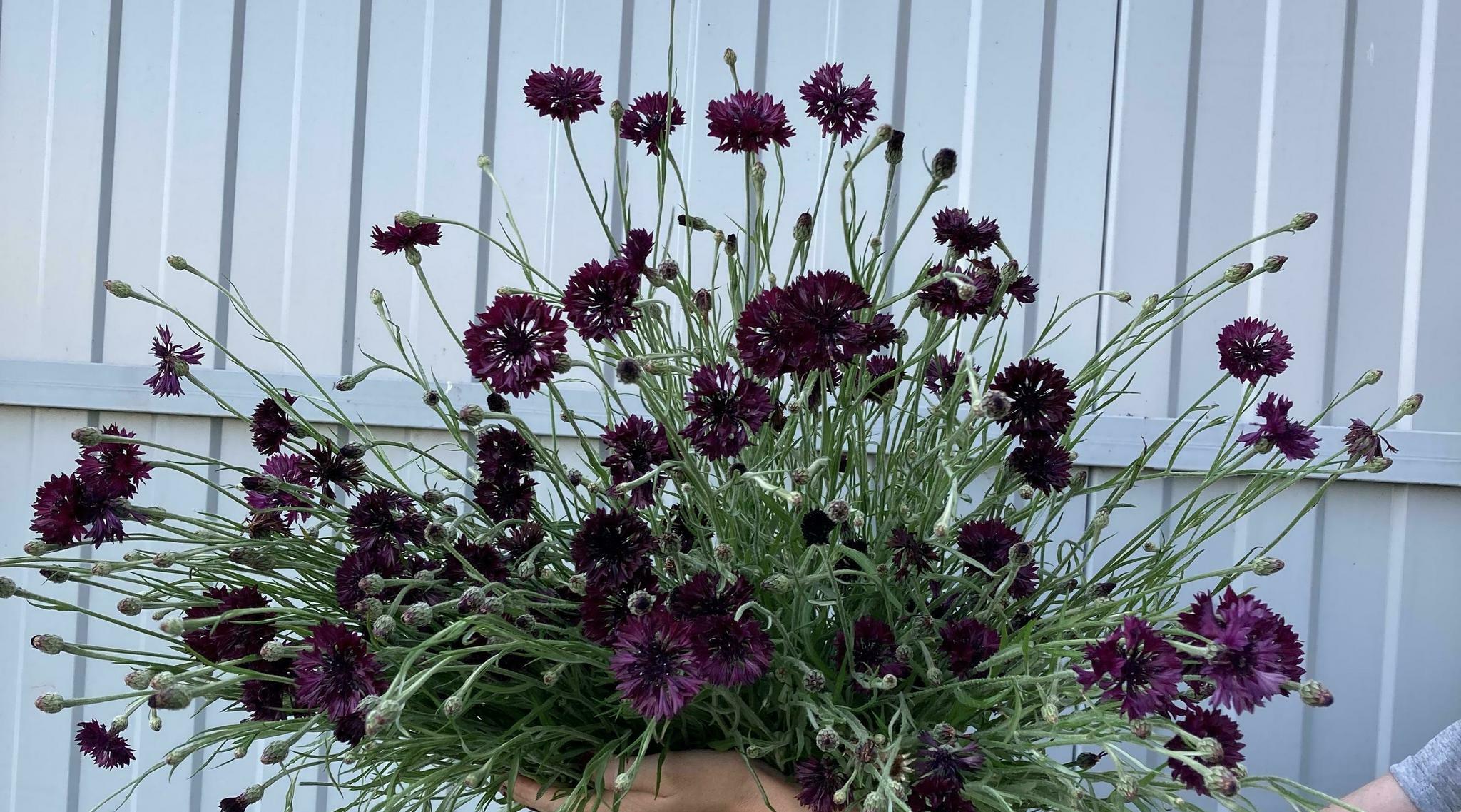 Centaurea black ball