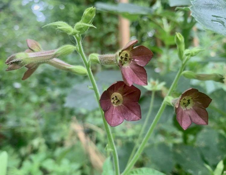 Nicotiana Bronze Queen