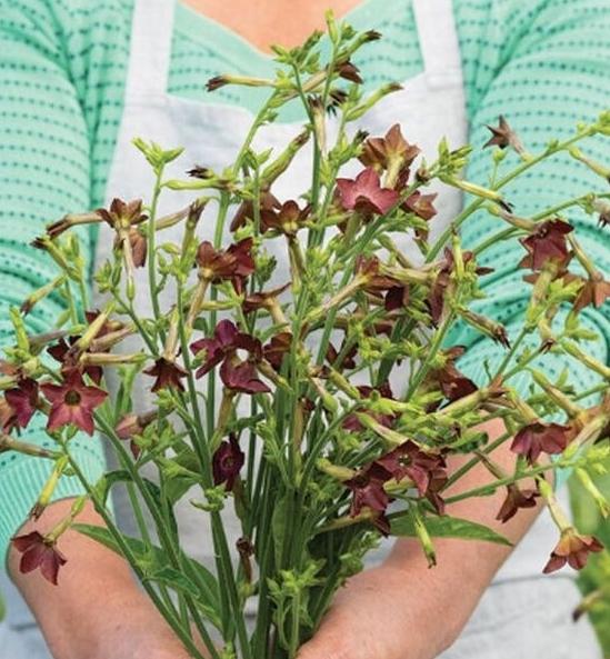 Nicotiana Bronze Queen