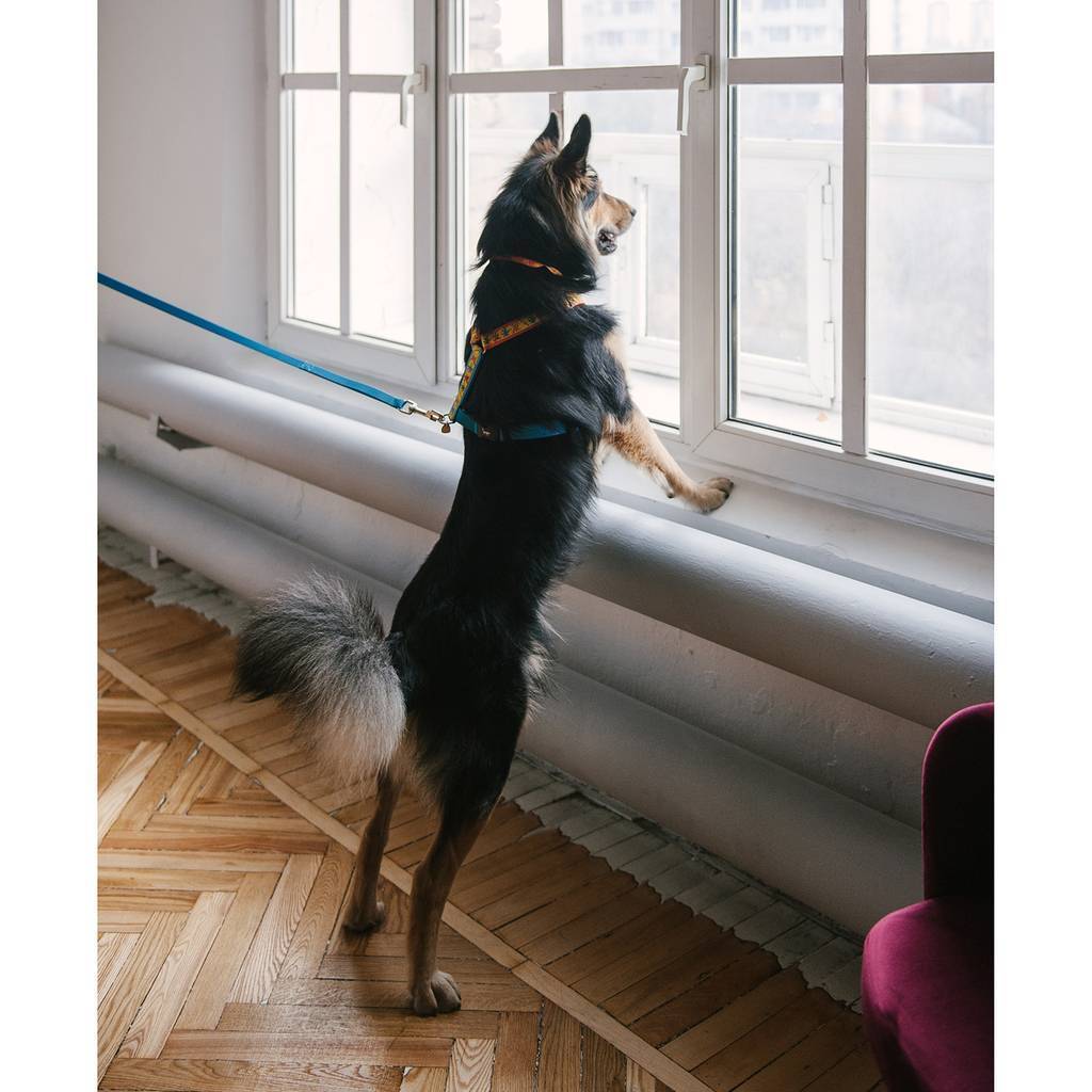 Harness DOG DISCO