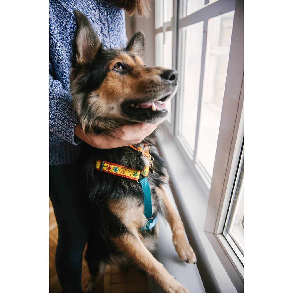 Harness DOG DISCO