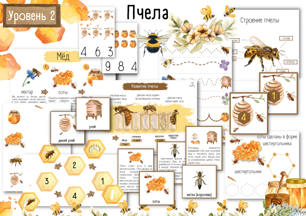 Пчёлы — Википедия