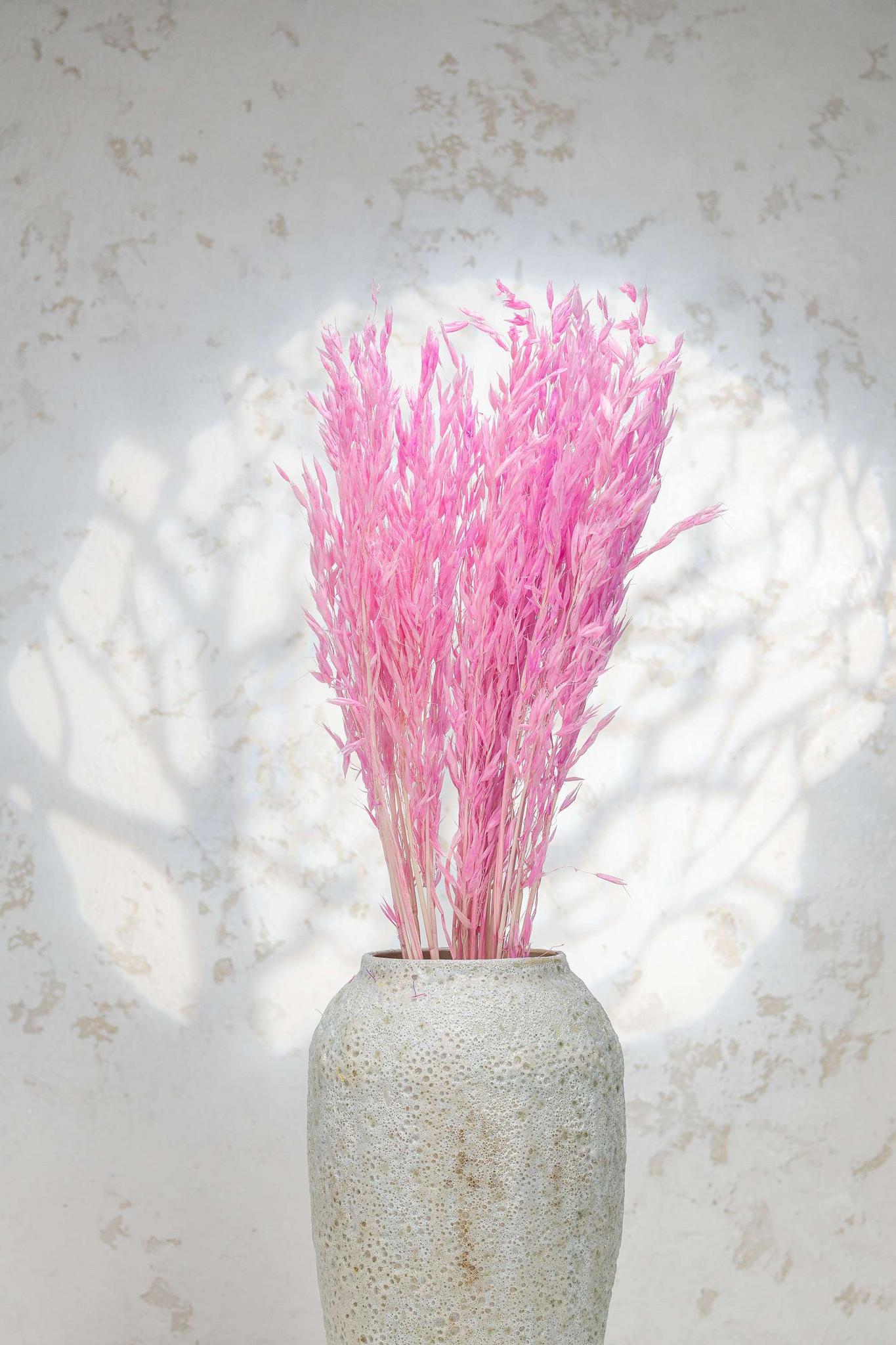 сухоцветы какие бывают