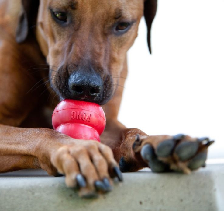 Развивающие игрушки для собак - купить в интернет-магазине недорого