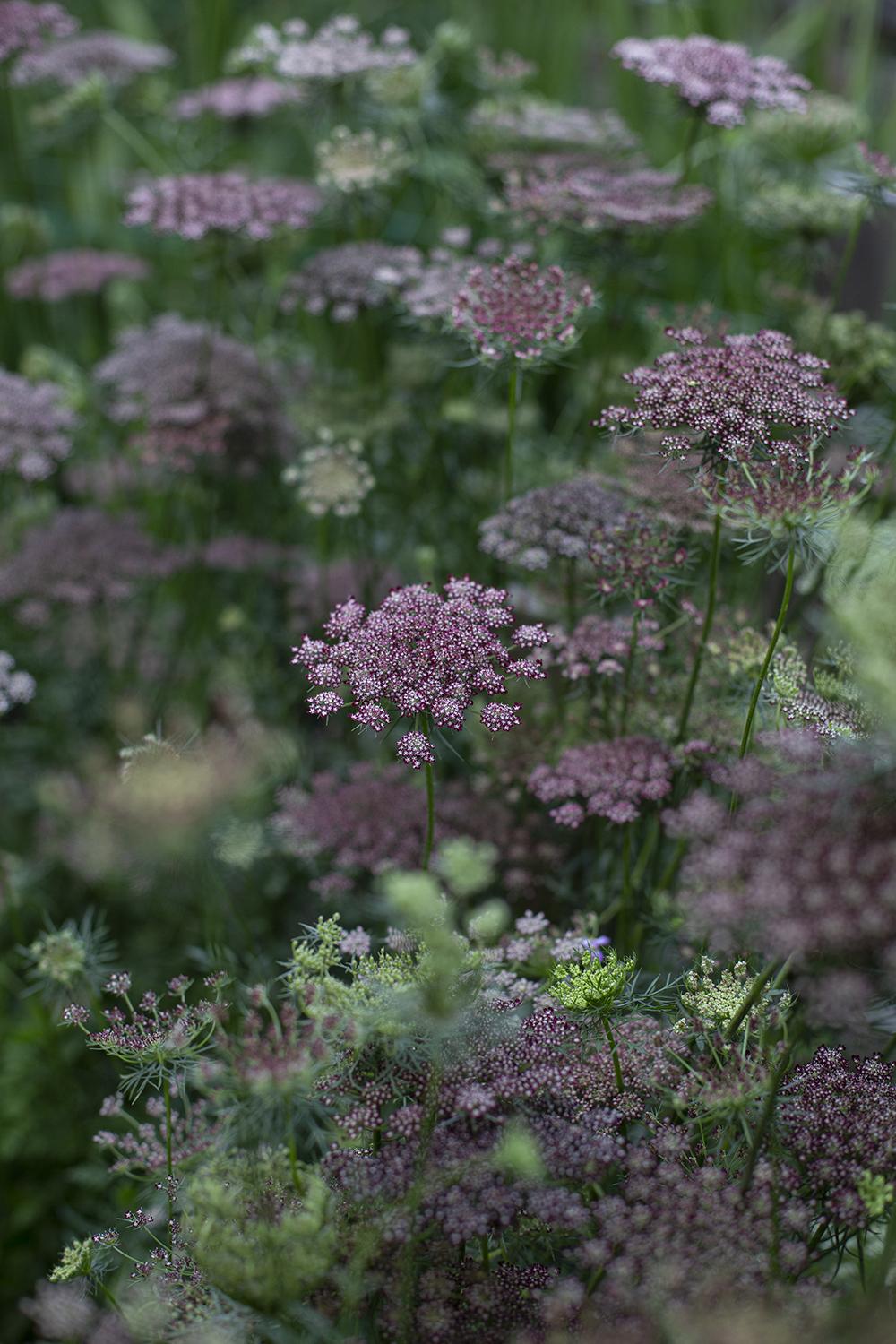 РђРјРјРё Daucus carota dara