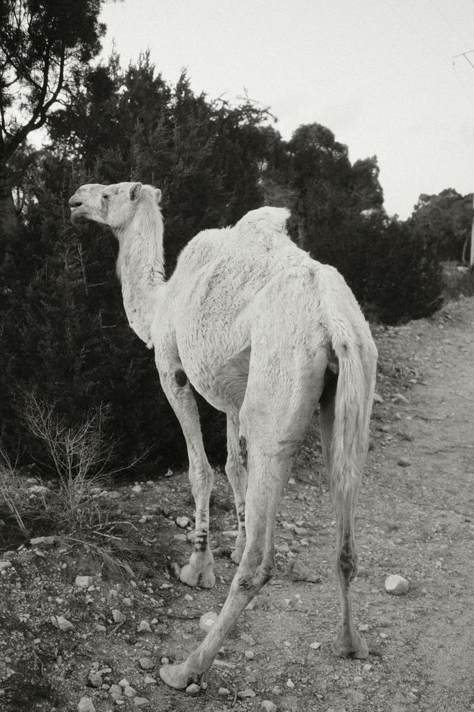 Moroccо