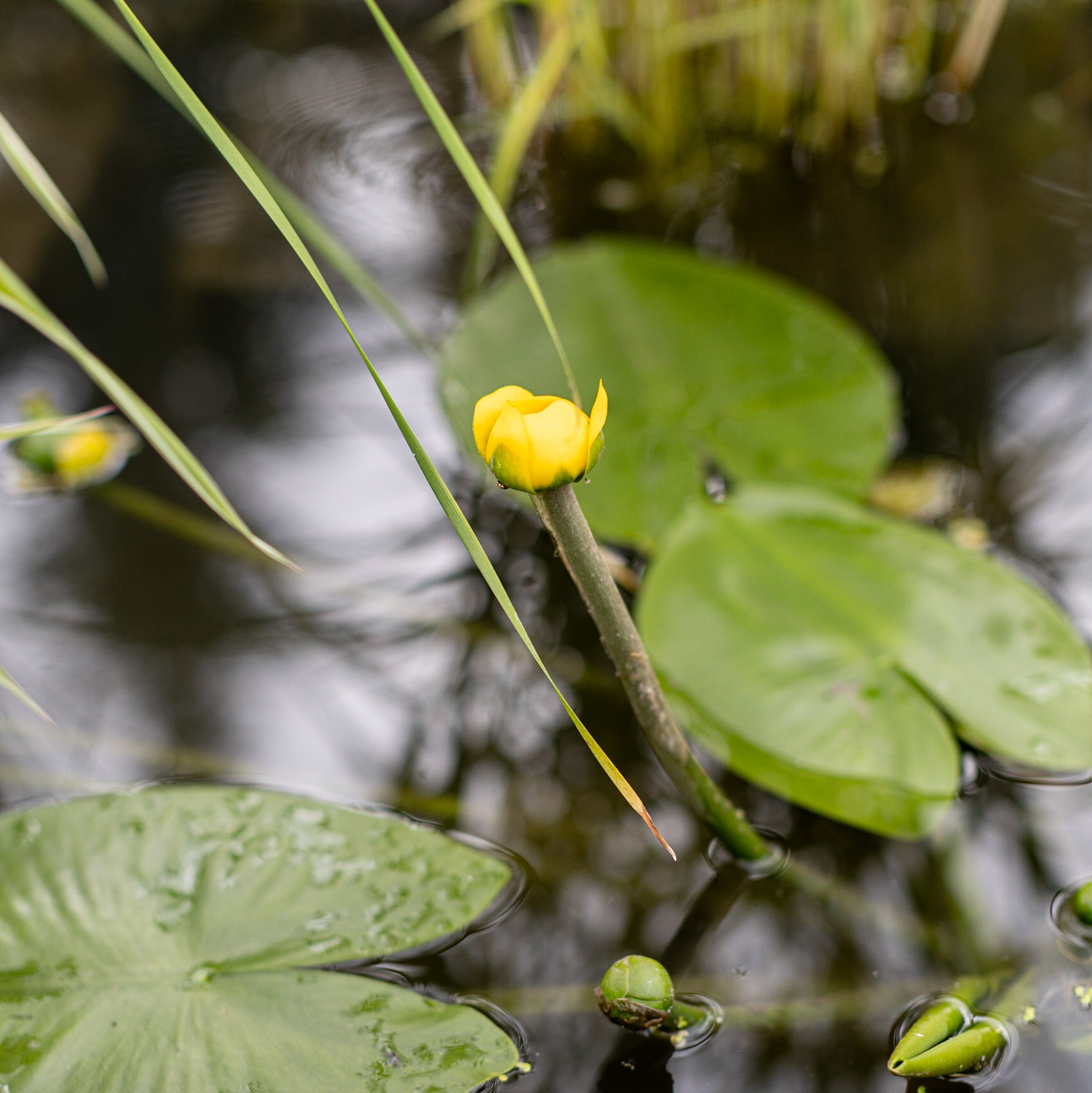 Кубышка условия. Кувшинка желтая кубышка. Кубышка жёлтая водные растения. Кубышка цветок. Кубышки на воде.