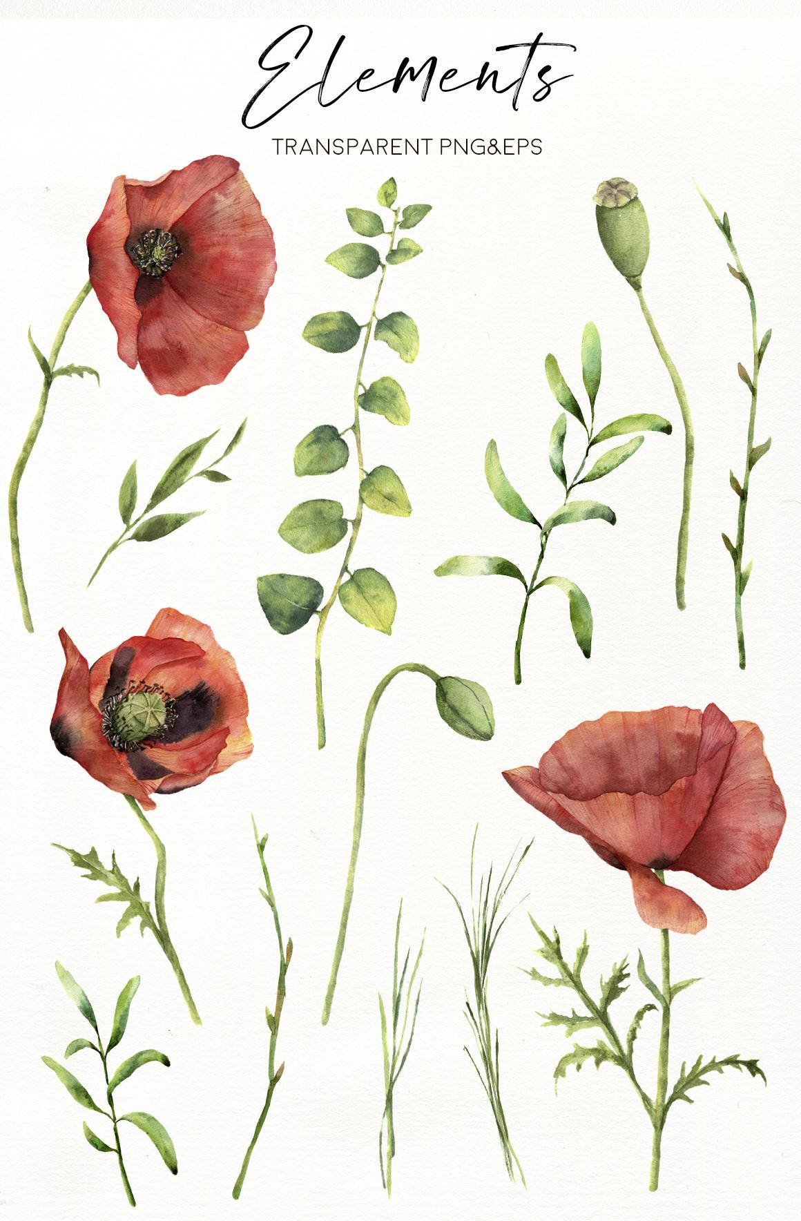 Poppies: flowers in red. Watercolor