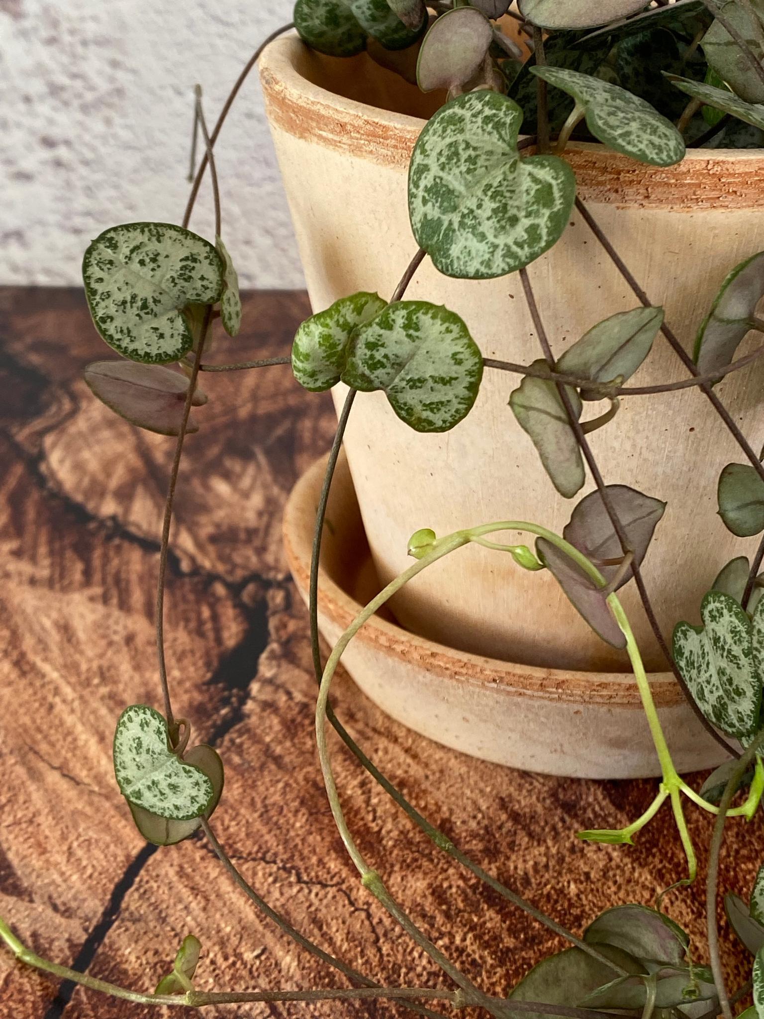 Ceropegia Woodii - baby