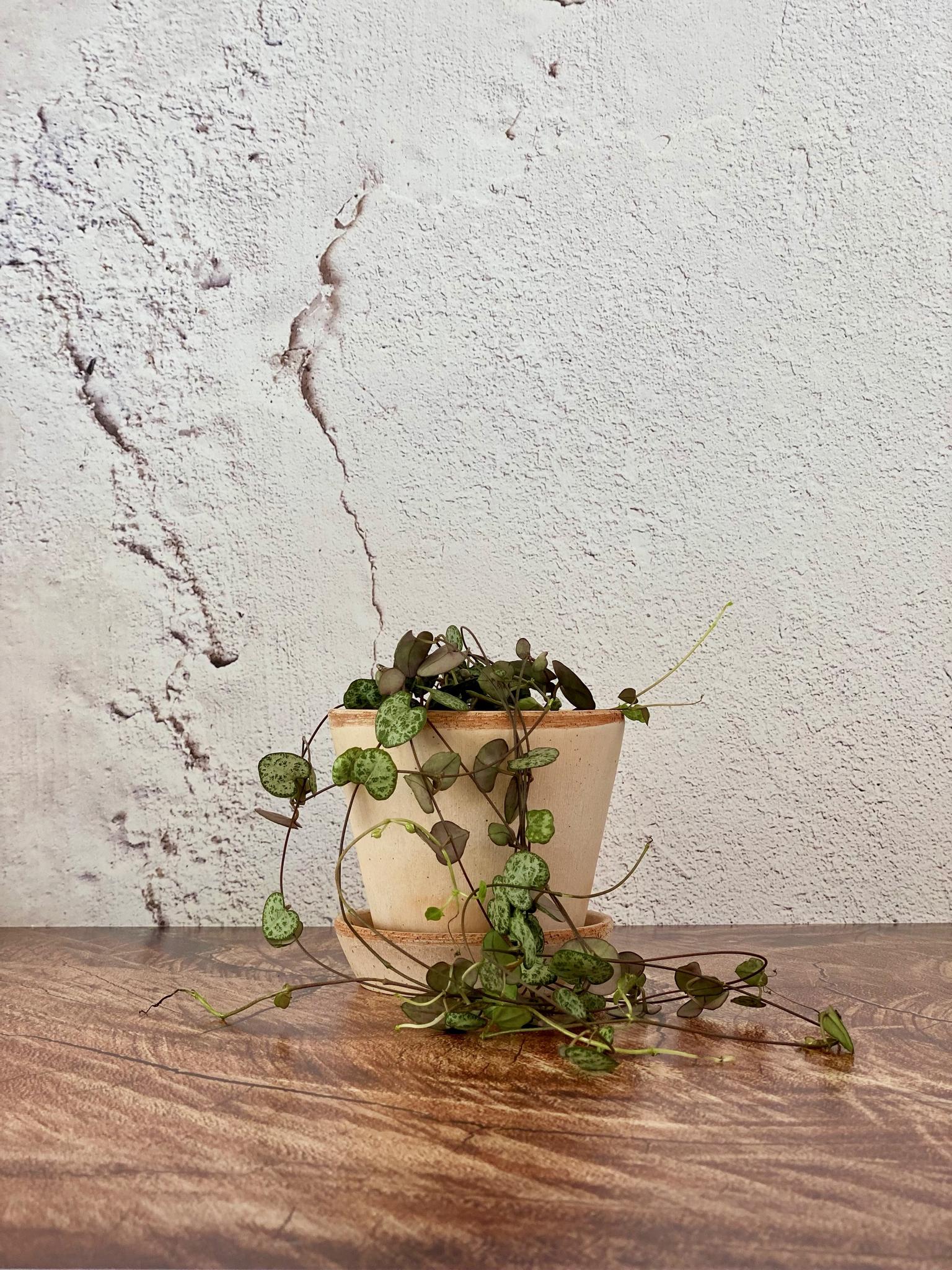 Ceropegia Woodii - baby