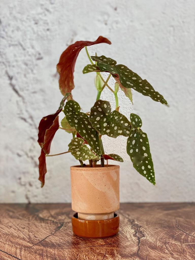 Begonia Maculata - baby
