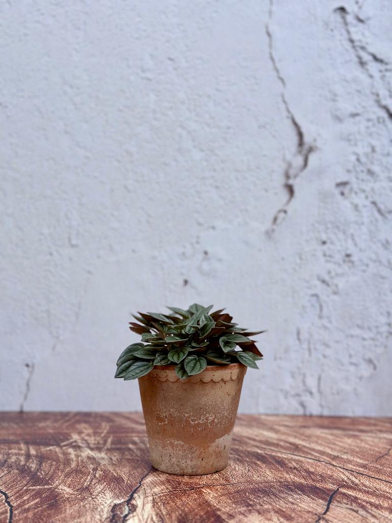 Peperomia Santorini Argentea baby