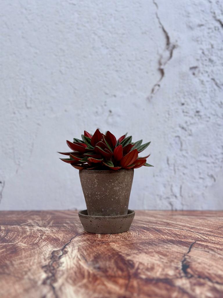 Peperomia Santorini Red baby