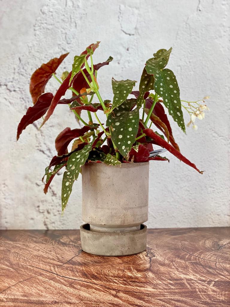 Begonia Maculata