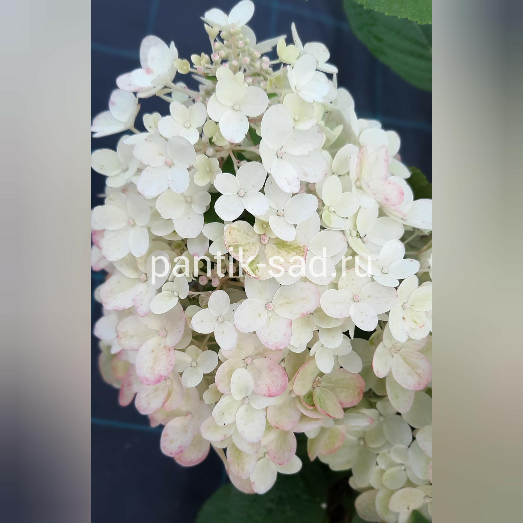 Метельчатая гортензия "Bee Happy" (Би Хэппи)