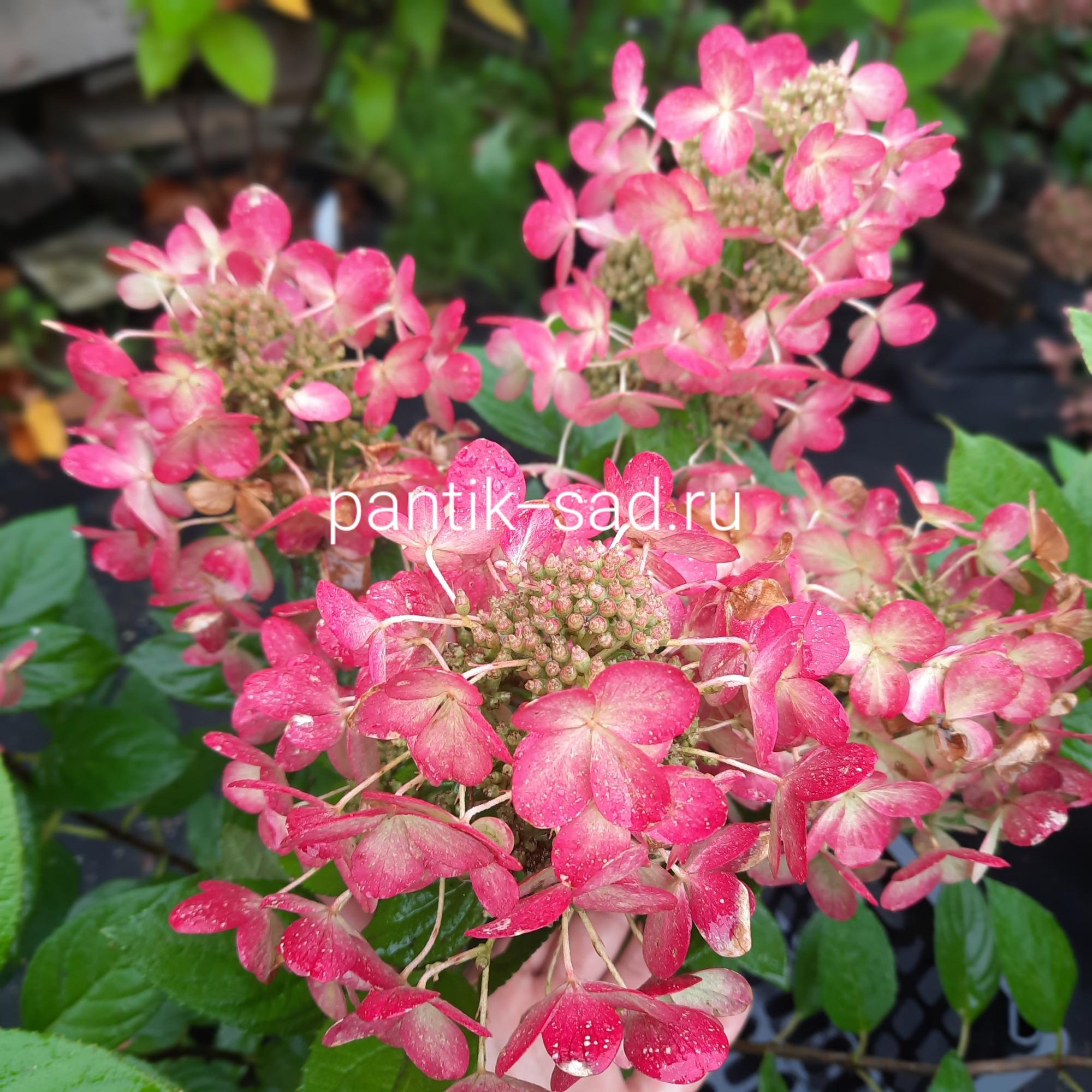 Метельчатая гортензия "Panflora"  (Панфлора)