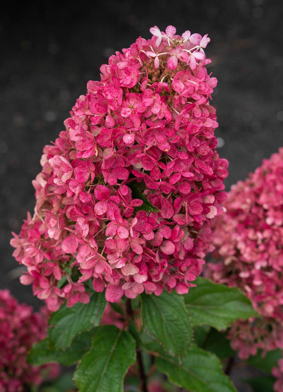 Метельчатая гортензия "Rasberry pink " (Расбери Пинк)