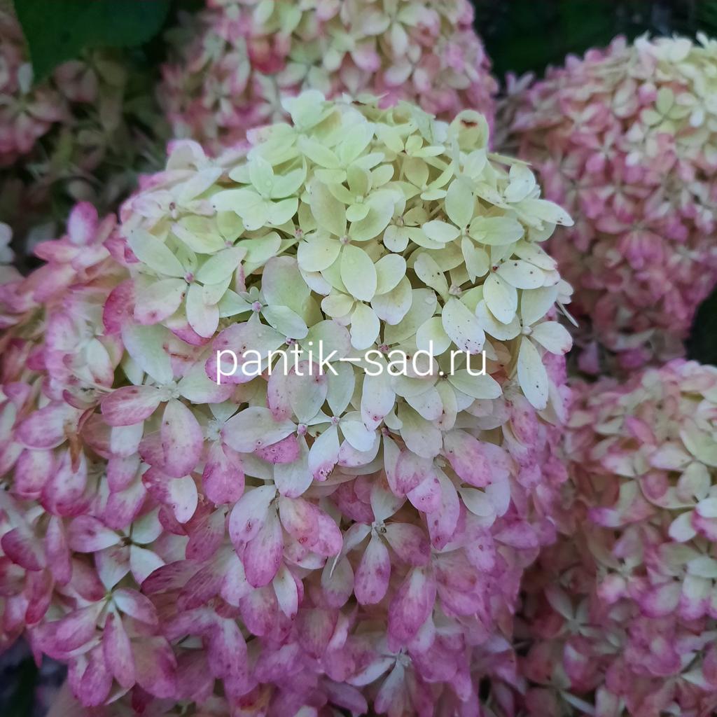 Метельчатая гортензия "Royal Flower" (Роял Флауэр)