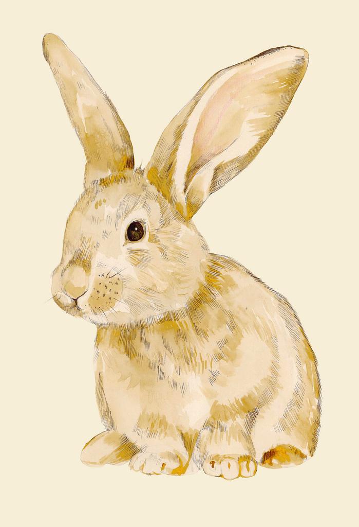 RABBIT ORIGINAL 2
