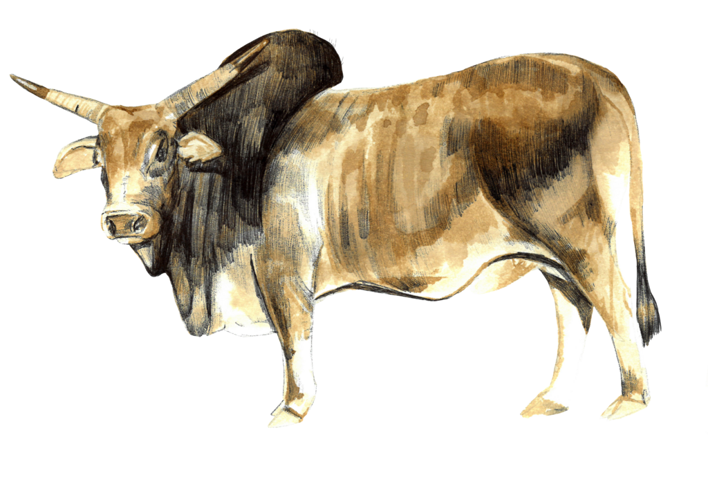 ZEBU