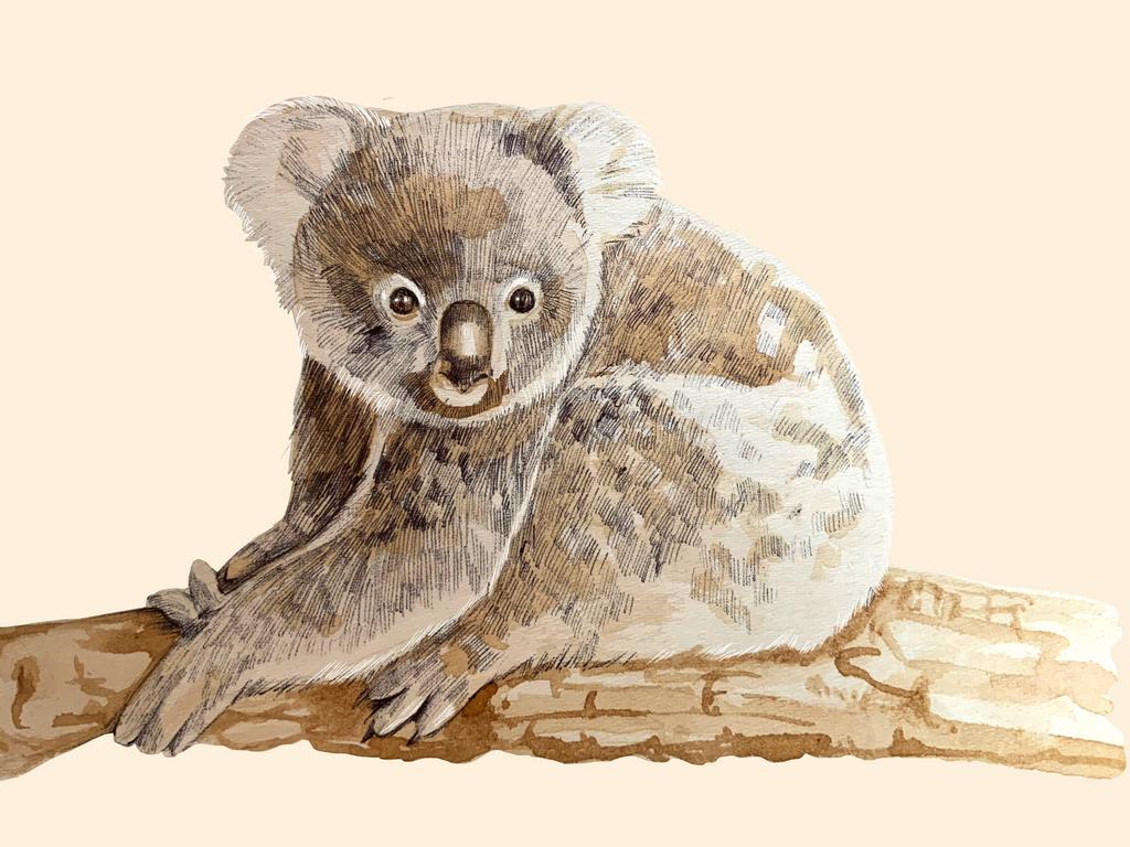 KOALA